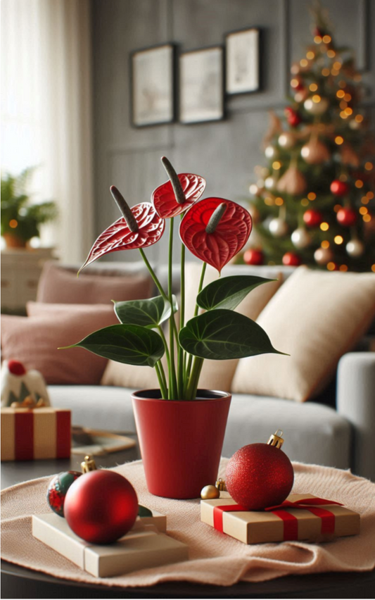 Flor Corazón - Anthurium Rojo