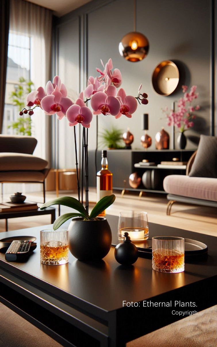 Flores Vivas para Hombres - Phalaenopsis Lila